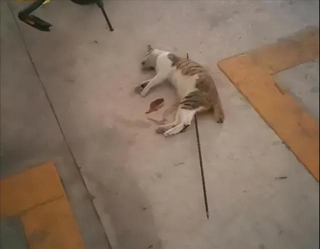 港澳新闻 第37页